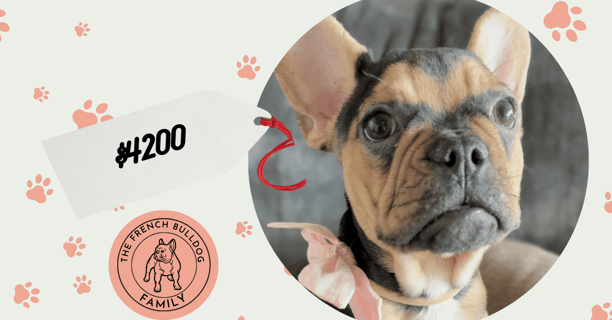 Sara | Black & Tan French Bulldog Female | Available Now