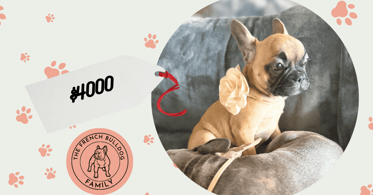 Vixie | Sable French Bulldog Female | Available Now