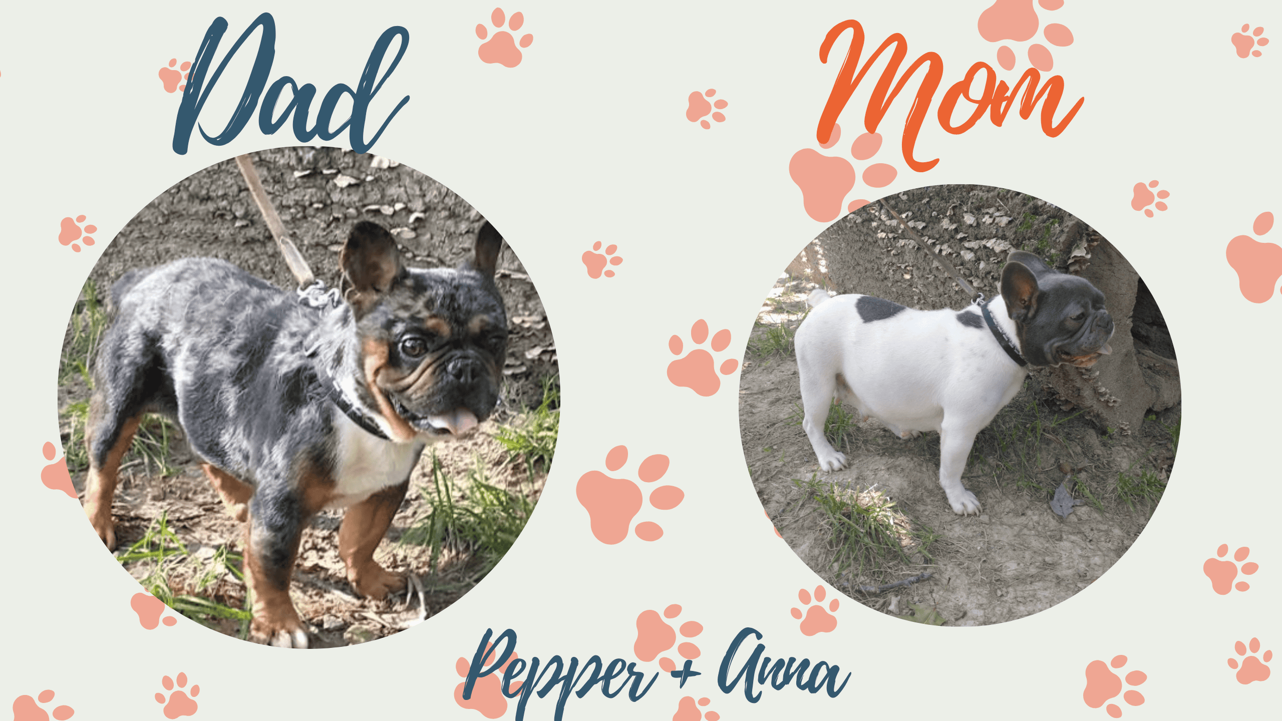 Pepper & Anna - Frenchies parents