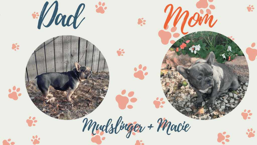 Mudslinger & Macie - Frenchies parents