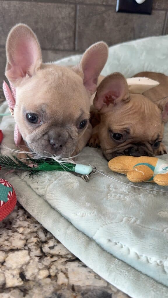 Sophia | Blue Fawn French Bulldog Female | Available in Jan 10th, 2026