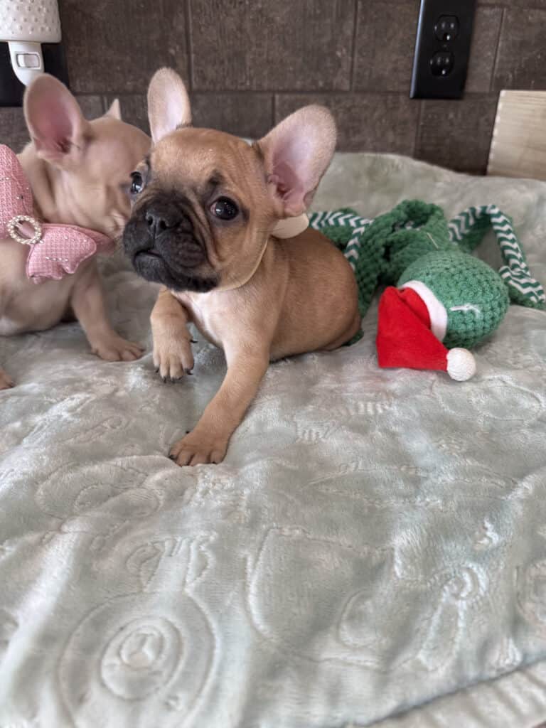 Sophia | Blue Fawn French Bulldog Female | Available in Jan 10th, 2026