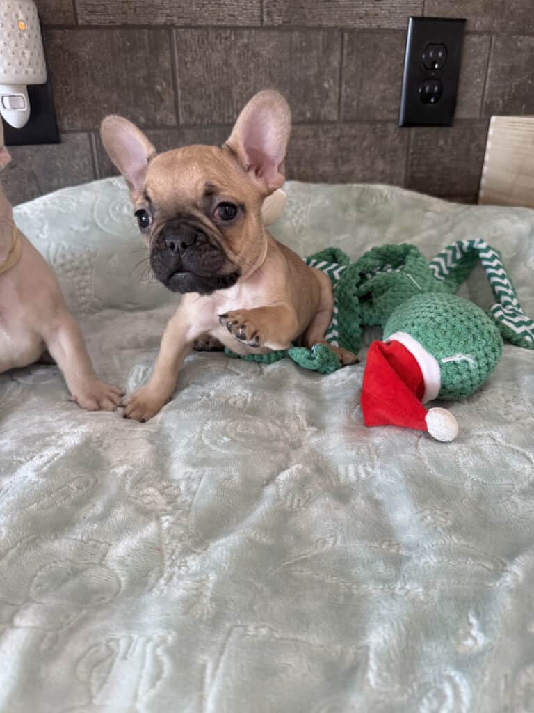Sophia | Blue Fawn French Bulldog Female | Available in Jan 10th, 2026
