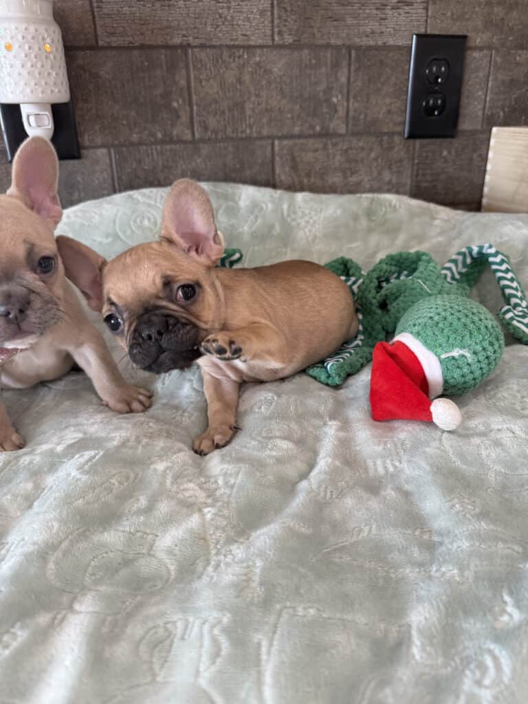 Sophia | Blue Fawn French Bulldog Female | Available in Jan 10th, 2026