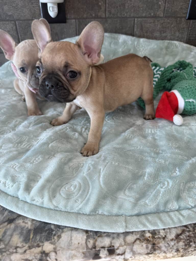 Sophia | Blue Fawn French Bulldog Female | Available in Jan 10th, 2026
