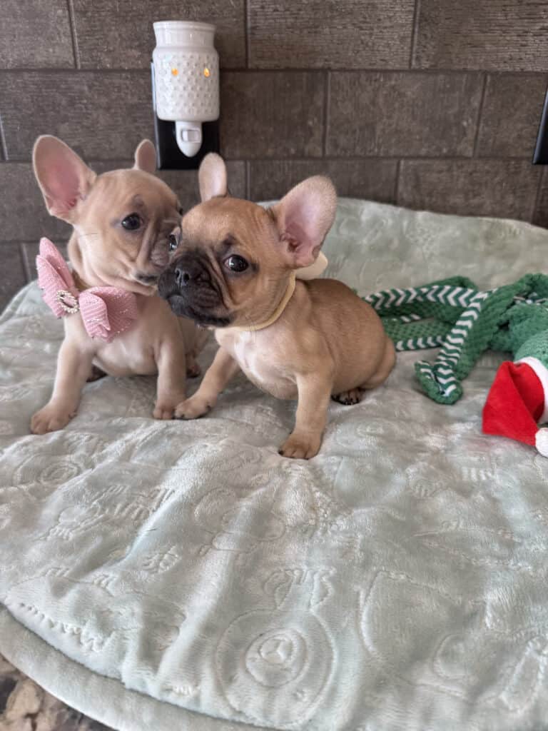 Sophia | Blue Fawn French Bulldog Female | Available in Jan 10th, 2026