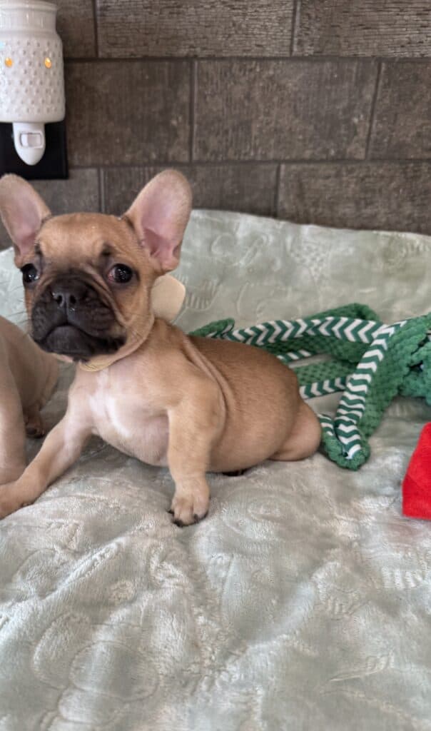 Sophia | Blue Fawn French Bulldog Female | Available in Jan 10th, 2026