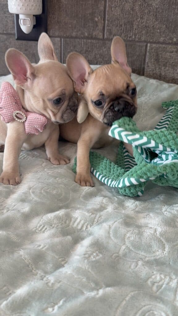Sophia | Blue Fawn French Bulldog Female | Available in Jan 10th, 2026