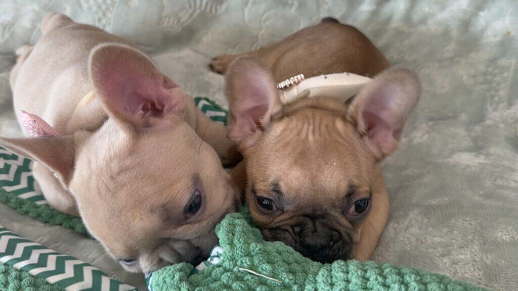 Sophia | Blue Fawn French Bulldog Female | Available in Jan 10th, 2026