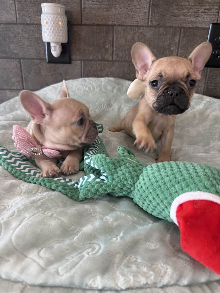 Sophia | Blue Fawn French Bulldog Female | Available in Jan 10th, 2026