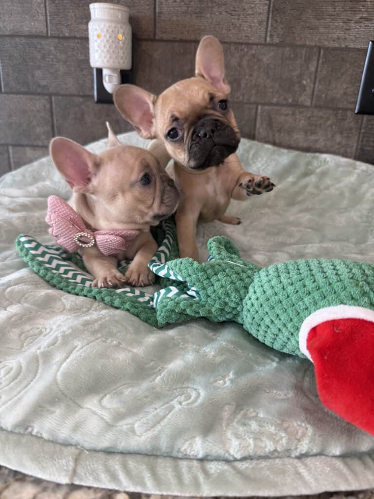 Sophia | Blue Fawn French Bulldog Female | Available in Jan 10th, 2026