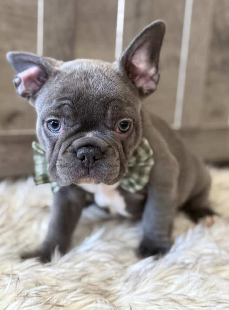 Whooper | Blue French Bulldog Male | Available in February 5th, 2026