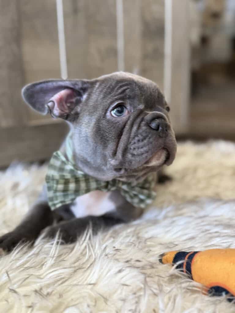 Whooper | Blue French Bulldog Male | Available in February 5th, 2026