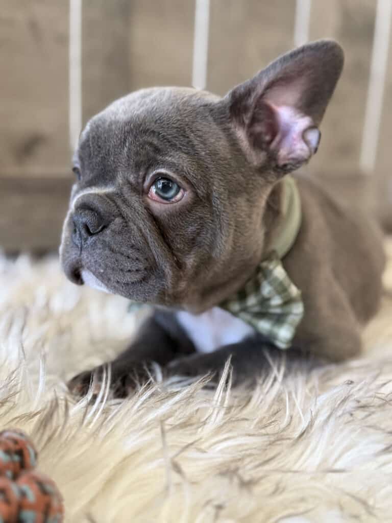 Whooper | Blue French Bulldog Male | Available in February 5th, 2026