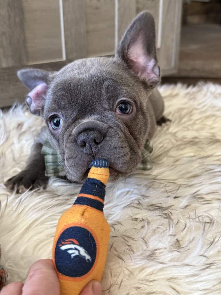 Whooper | Blue French Bulldog Male | Available in February 5th, 2026