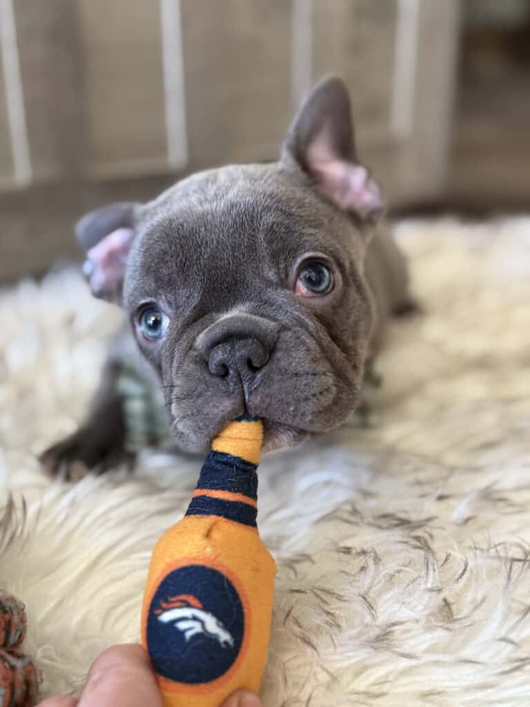 Whooper | Blue French Bulldog Male | Available in February 5th, 2026