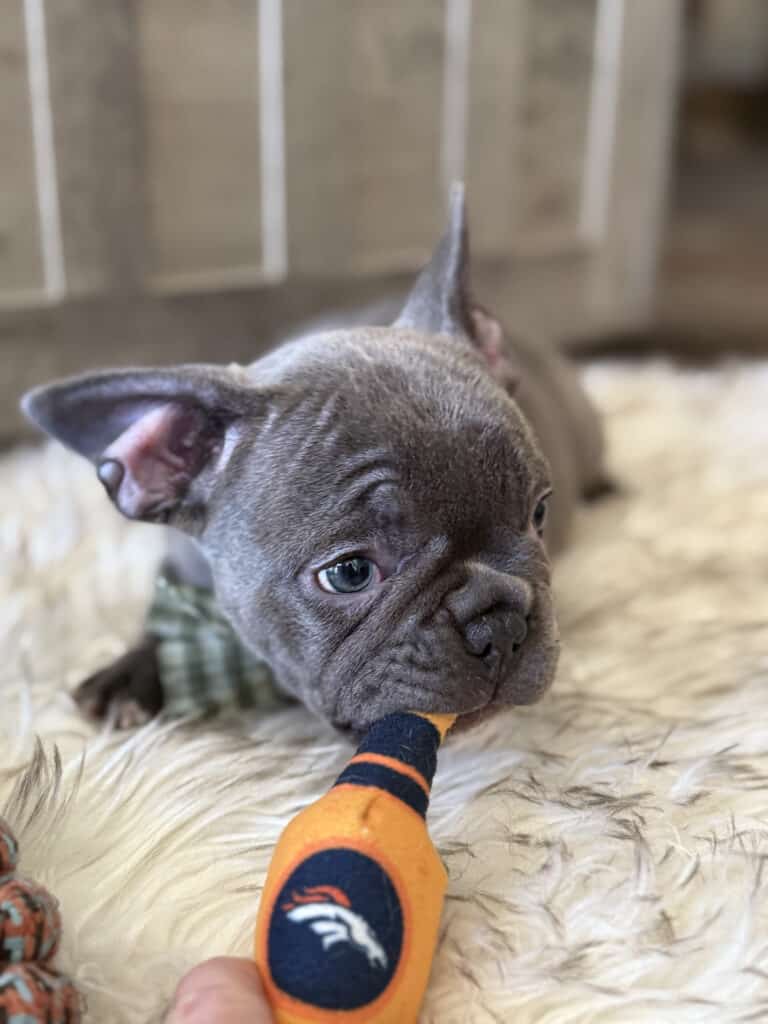 Whooper | Blue French Bulldog Male | Available in February 5th, 2026