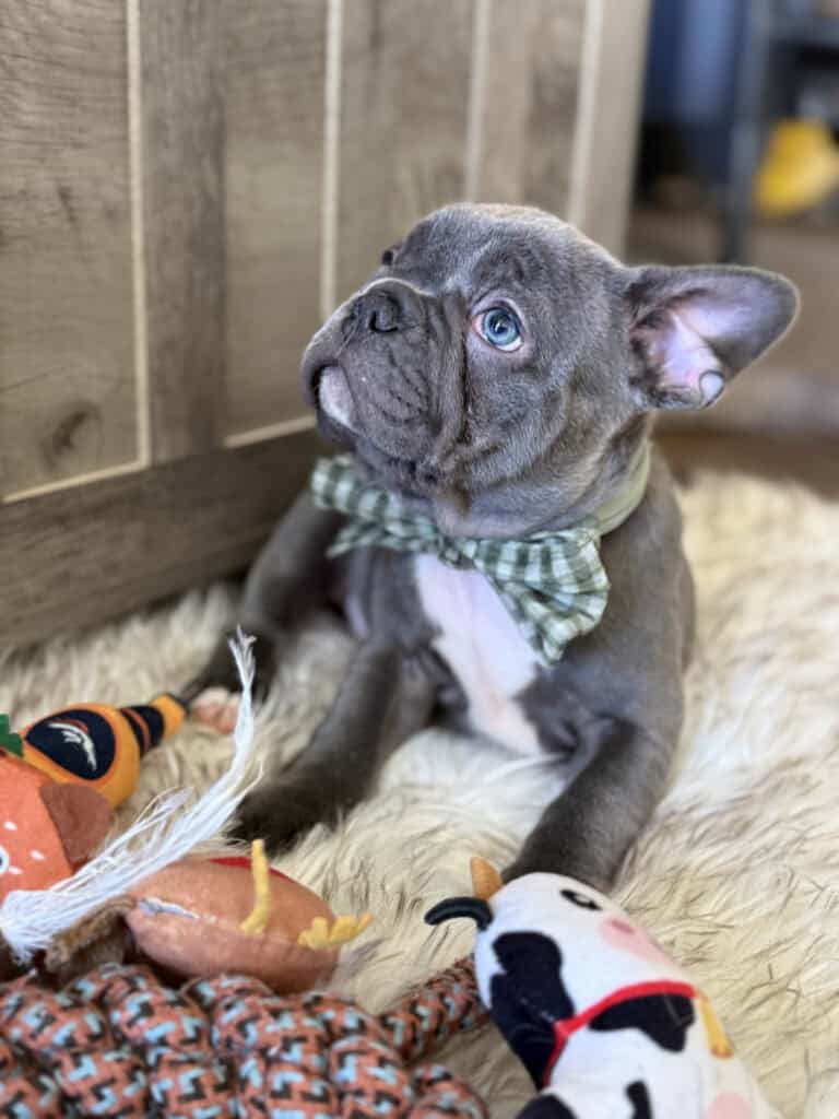 Whooper | Blue French Bulldog Male | Available in February 5th, 2026
