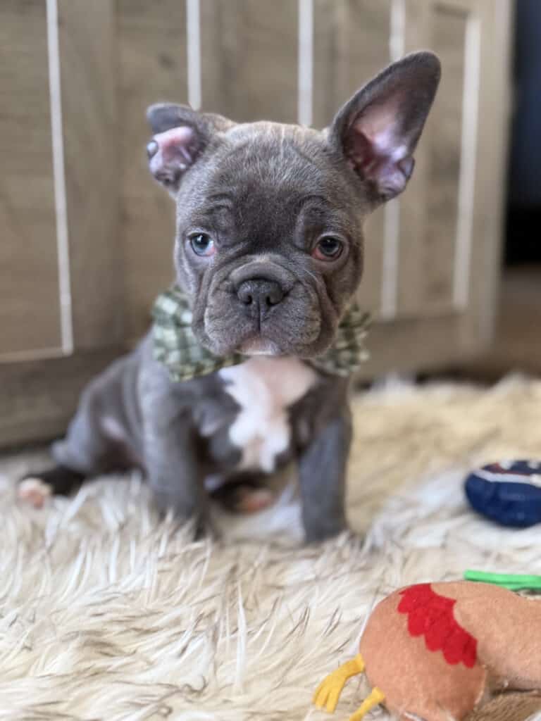 Whooper | Blue French Bulldog Male | Available in February 5th, 2026