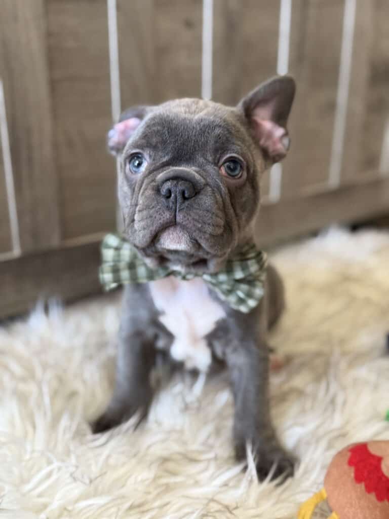 Whooper | Blue French Bulldog Male | Available in February 5th, 2026