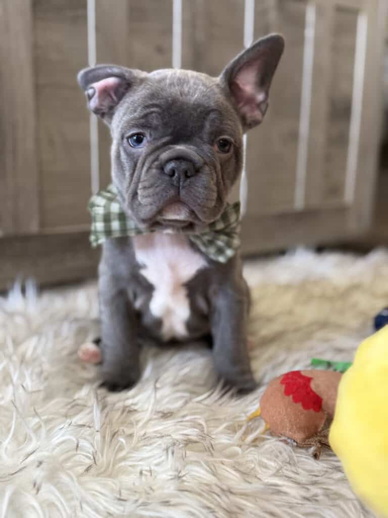 Whooper | Blue French Bulldog Male | Available in February 5th, 2026