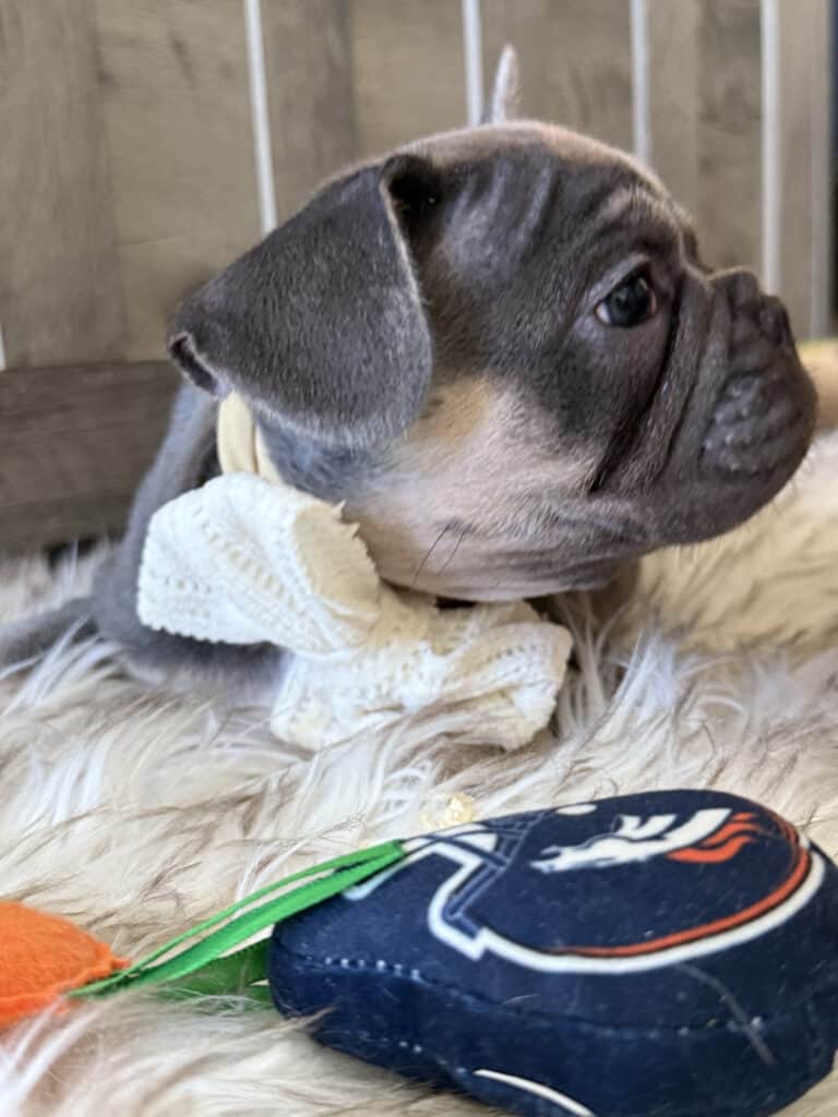 Wallace | Blue & Tan French Bulldog Male | Available in February 5th, 2026