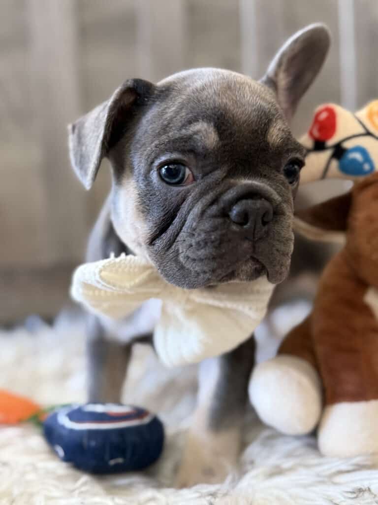 Wallace | Blue & Tan French Bulldog Male | Available in February 5th, 2026