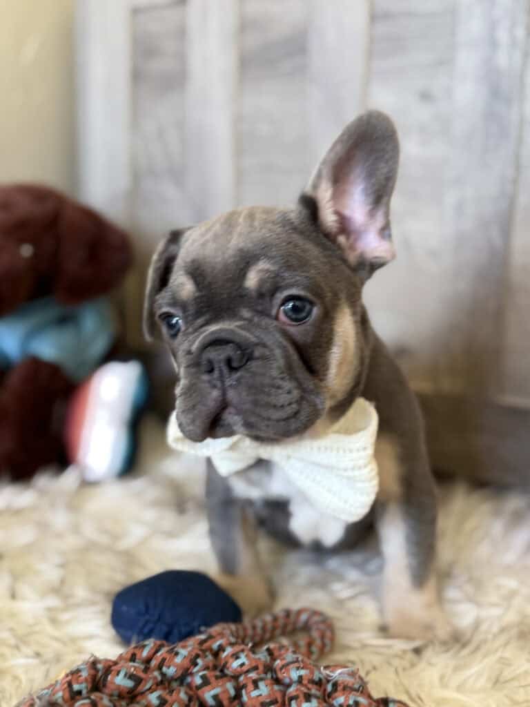 Wallace | Blue & Tan French Bulldog Male | Available in February 5th, 2026