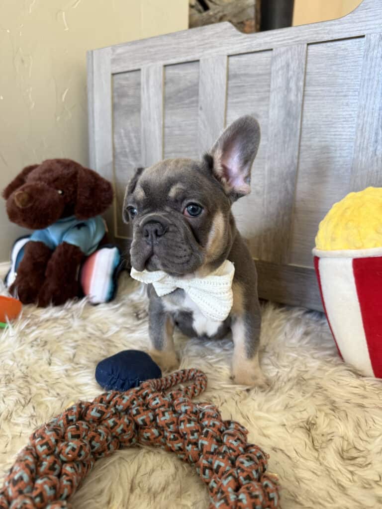 Wallace | Blue & Tan French Bulldog Male | Available in February 5th, 2026