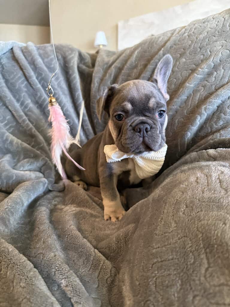 Wallace | Blue & Tan French Bulldog Male | Available in February 5th, 2026