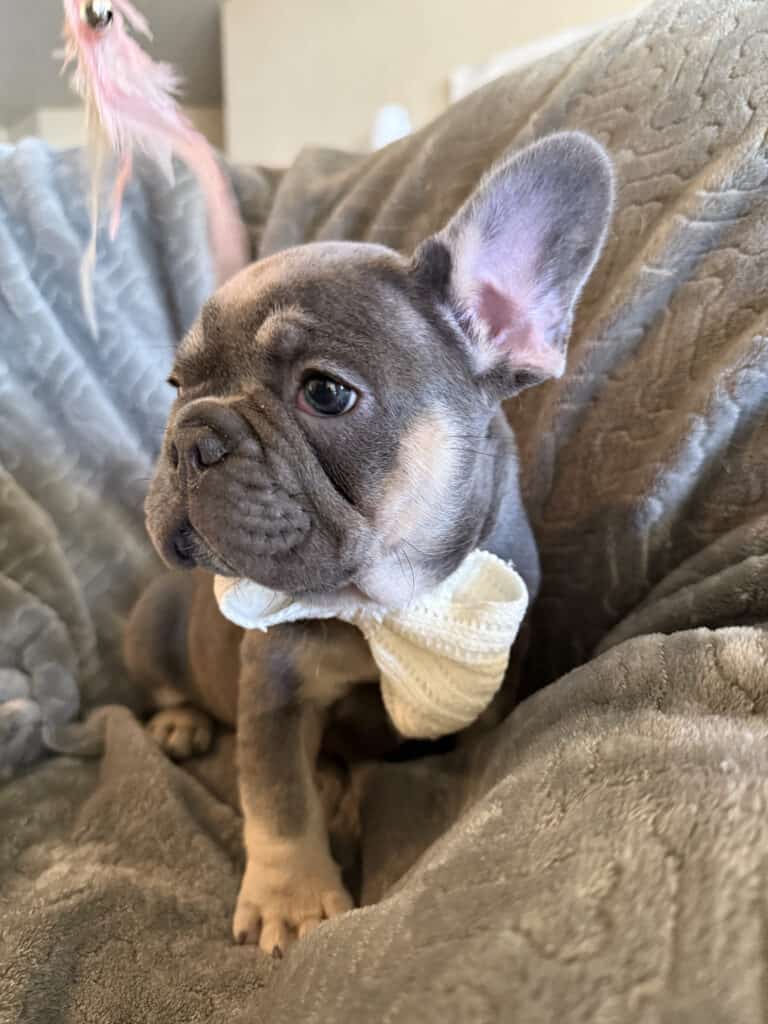 Wallace | Blue & Tan French Bulldog Male | Available in February 5th, 2026