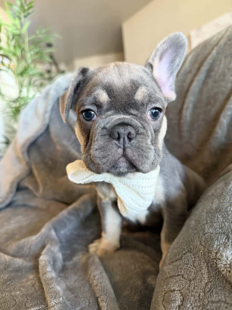 Wallace | Blue & Tan French Bulldog Male | Available in February 5th, 2026