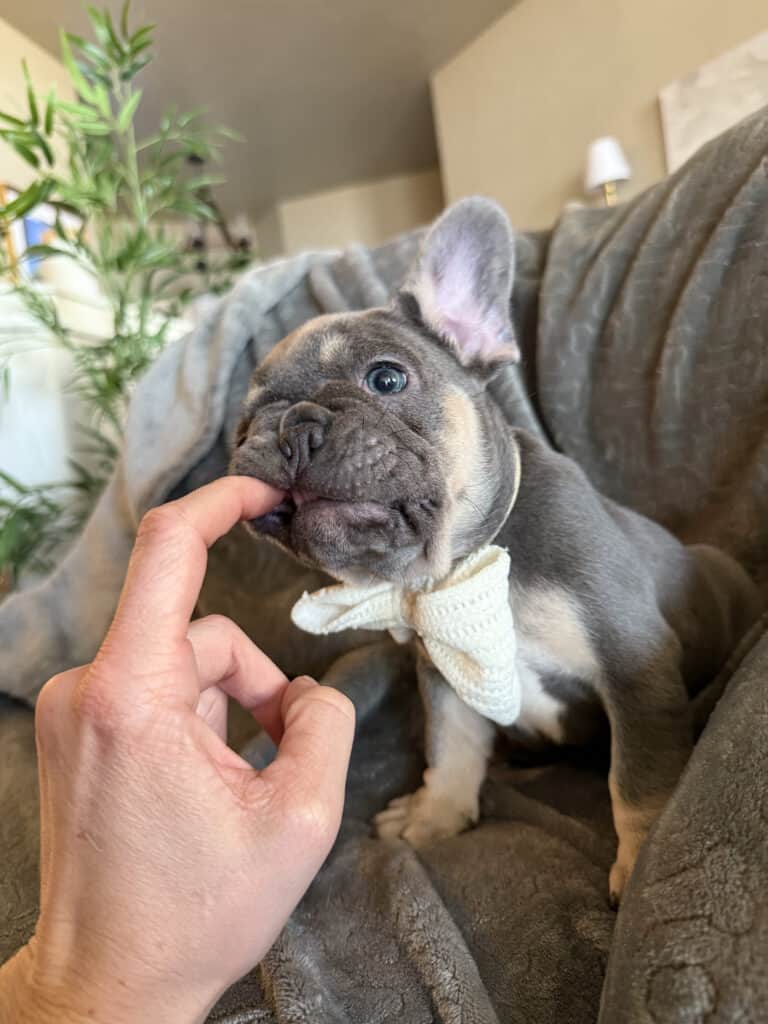 Wallace | Blue & Tan French Bulldog Male | Available in February 5th, 2026
