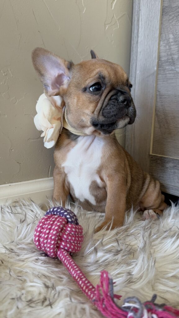 Winnie | Sable French Bulldog Female | Available in February 5th, 2026