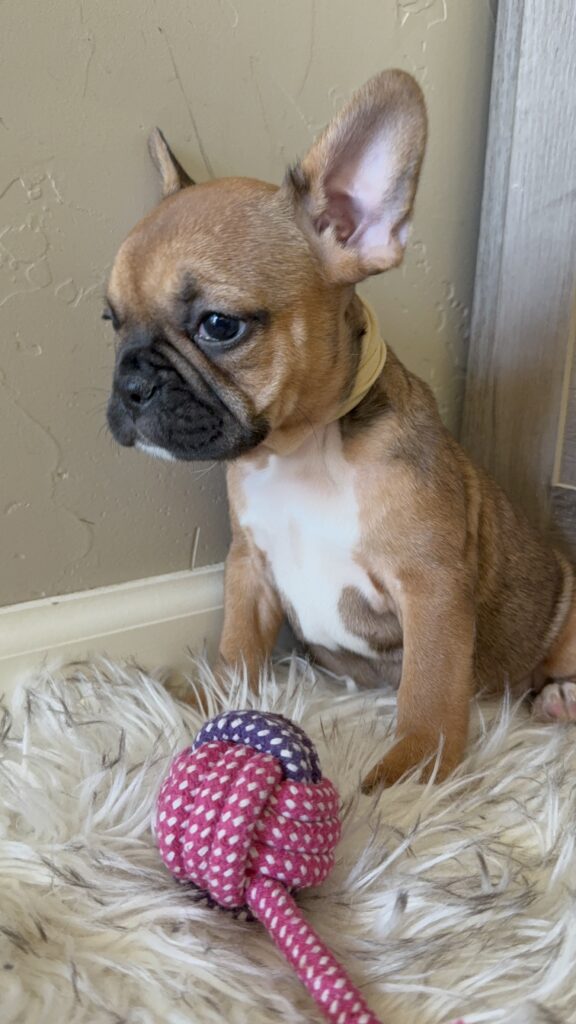 Winnie | Sable French Bulldog Female | Available in February 5th, 2026