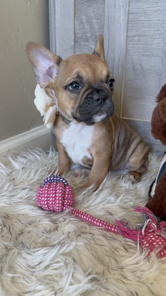 Winnie | Sable French Bulldog Female | Available in February 5th, 2026