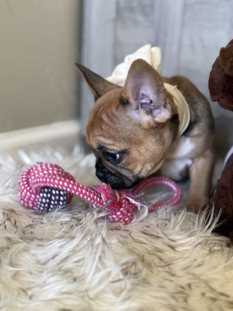 Winnie | Sable French Bulldog Female | Available in February 5th, 2026