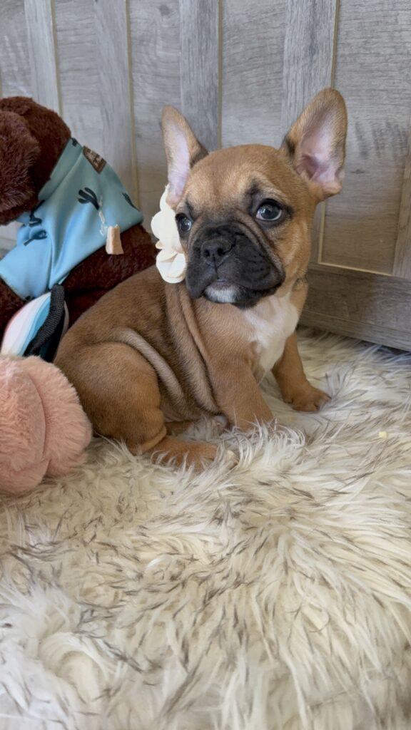 Winnie | Sable French Bulldog Female | Available in February 5th, 2026