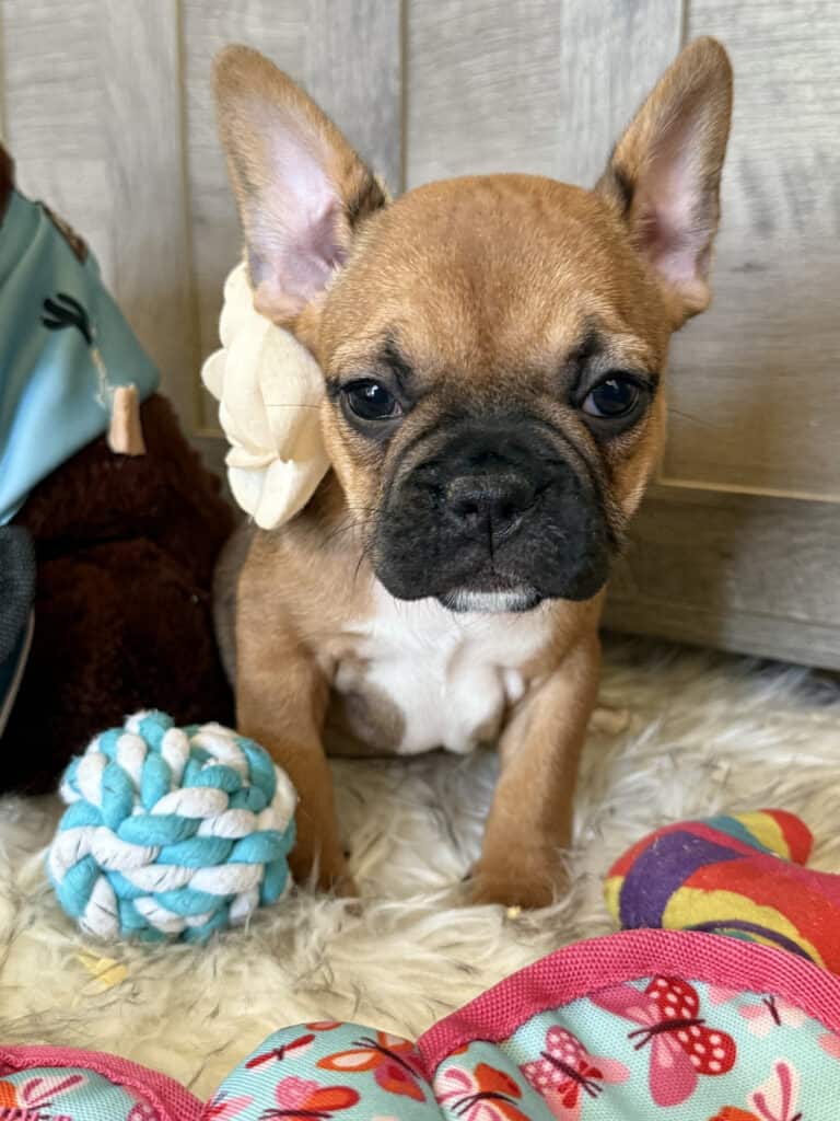 Winnie | Sable French Bulldog Female | Available in February 5th, 2026