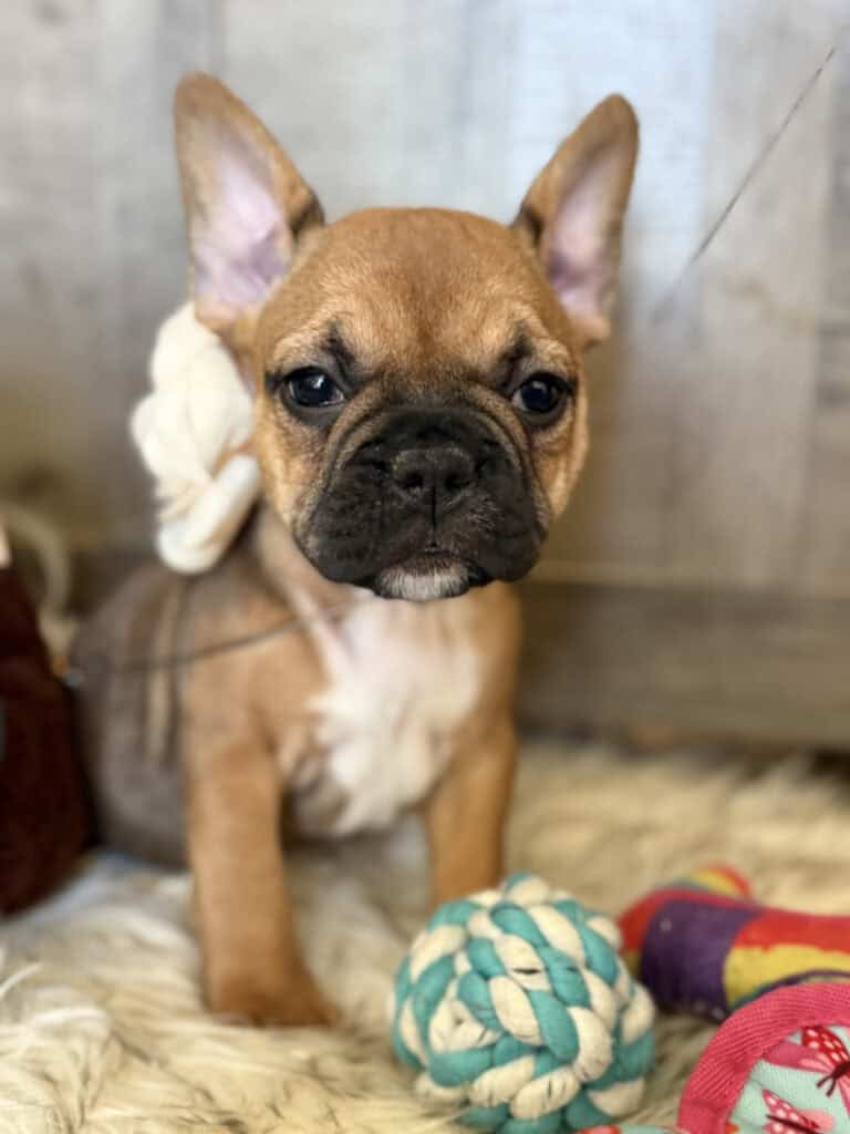 Winnie | Sable French Bulldog Female | Available in February 5th, 2026