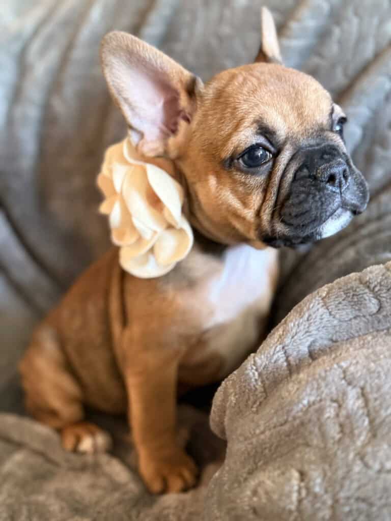 Winnie | Sable French Bulldog Female | Available in February 5th, 2026