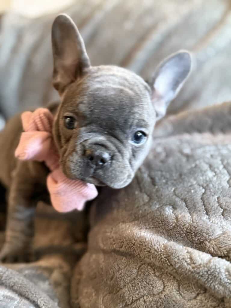 Wisper | Blue French Bulldog Female | Available in February 5th, 2026