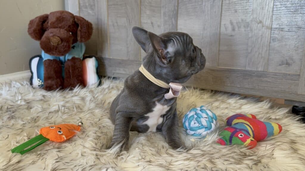 Young | Blue French Bulldog Male | Available in January 26th, 2026