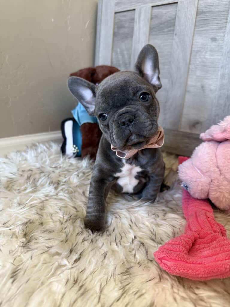 Young | Blue French Bulldog Male | Available in January 26th, 2026