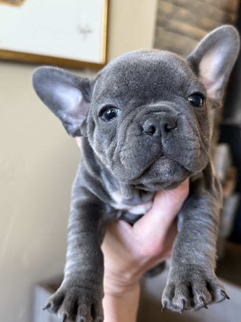 Young | Blue French Bulldog Male | Available in January 26th, 2026