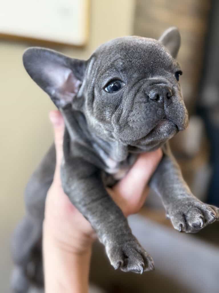Wisper | Blue French Bulldog Female | Available in February 5th, 2026
