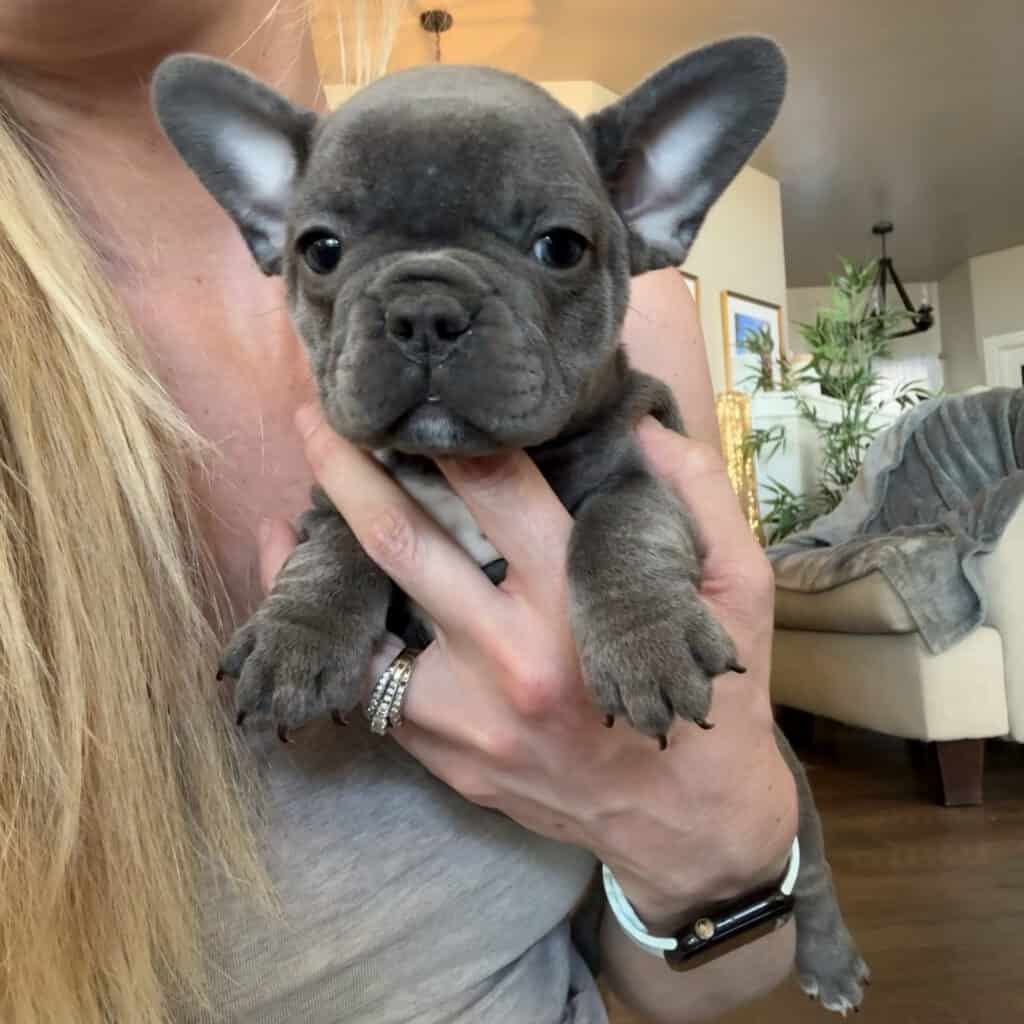 Young | Blue French Bulldog Male | Available in January 26th, 2026