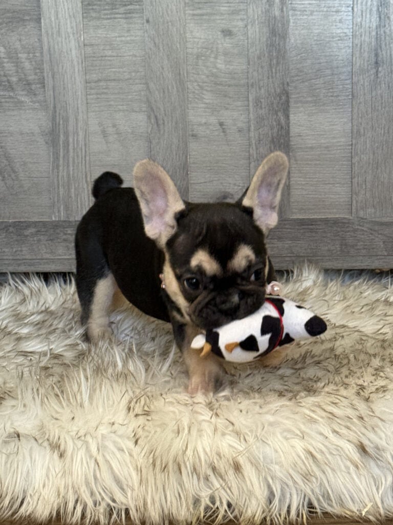 Whitney | Black & Tan French Bulldog Female | Available in February 5th, 2026