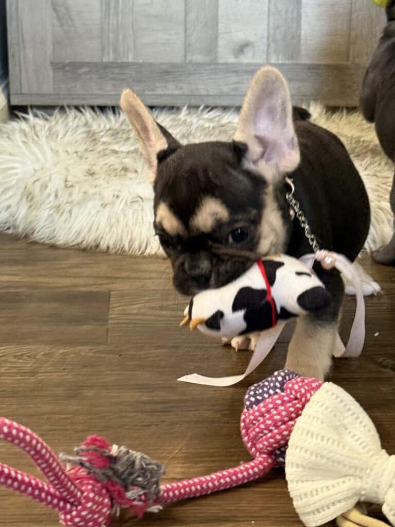Whitney | Black & Tan French Bulldog Female | Available in February 5th, 2026