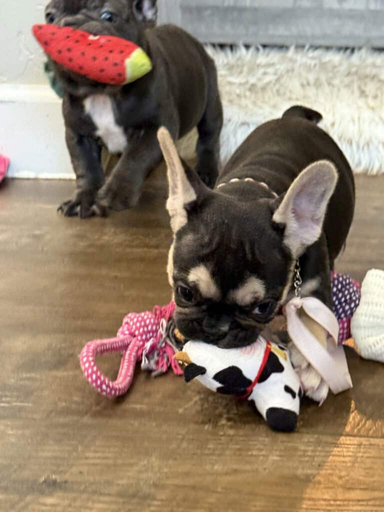Whitney | Black & Tan French Bulldog Female | Available in February 5th, 2026